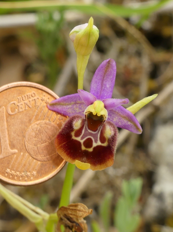 Ophrys lacaitae: la regina delle Ophrys prov. Frosinone  2020